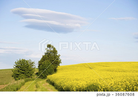 36087608