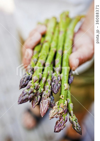 36088371