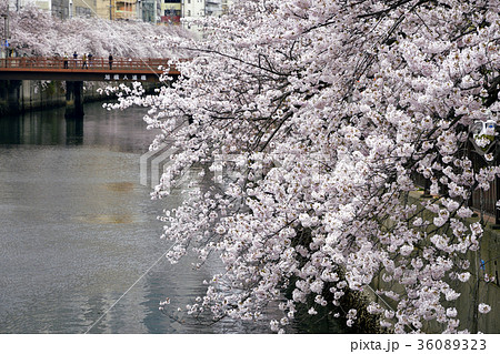 横浜市大岡川、日ノ出町付近の桜 36089323