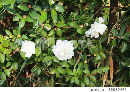 サザンカの花 サザンカの花 36089475