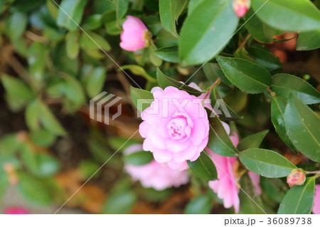 サザンカの花 36089738