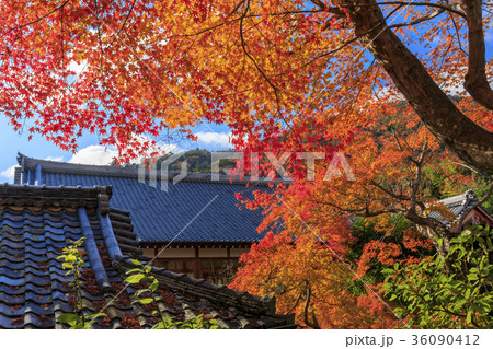 天龍寺　紅葉 36090412