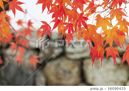 天龍寺　紅葉 36090420