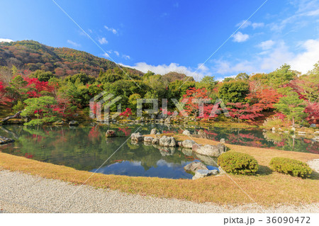 天龍寺　紅葉 36090472