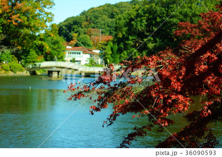 11月の薬師池公園の紅葉 11月の薬師池公園の紅葉 36090593