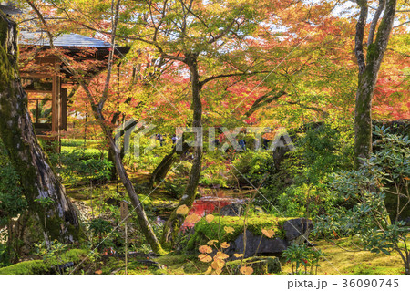 宝厳院の紅葉 宝厳院の紅葉 36090745