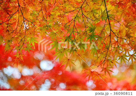 紅葉 36090811