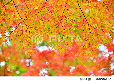 紅葉 紅葉 36090812
