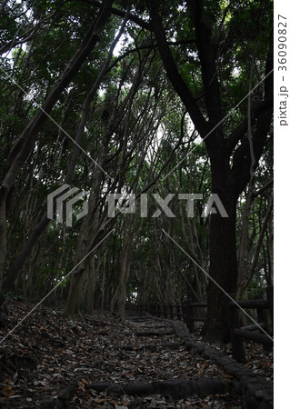 明石公園の晩秋 36090827