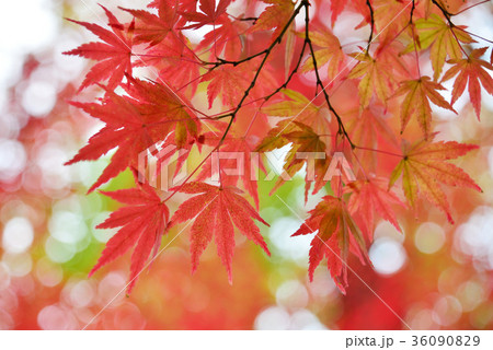 紅葉 紅葉 36090829