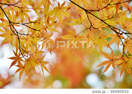 紅葉 36090830