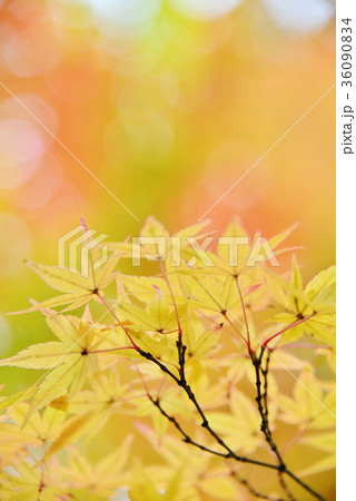 紅葉 36090834