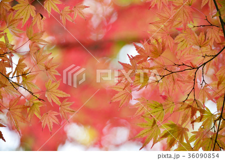紅葉 紅葉 36090854