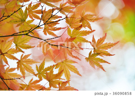 紅葉 紅葉 36090858