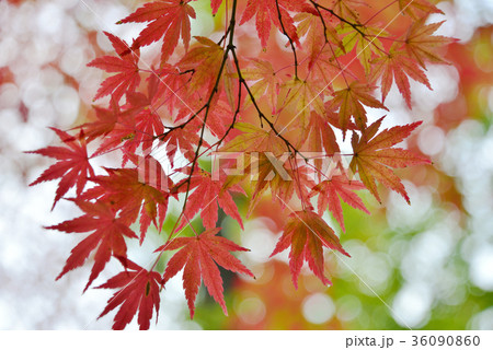 紅葉 36090860
