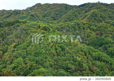 里山のナラ枯れ 福島県只見町 里山のナラ枯れ 福島県只見町 36090866