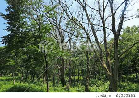 コナラの立ち枯れ　福島県只見町 36090868