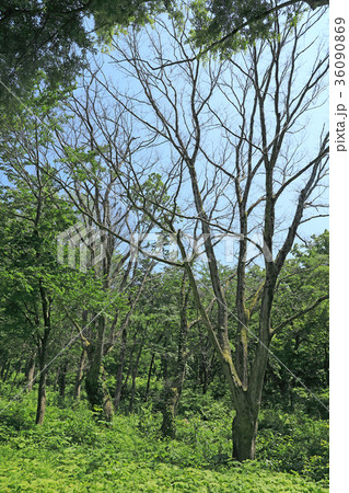 コナラの立ち枯れ　福島県只見町 36090869