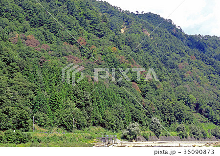 里山のナラ枯れ 福島県只見町 里山のナラ枯れ 福島県只見町 36090873