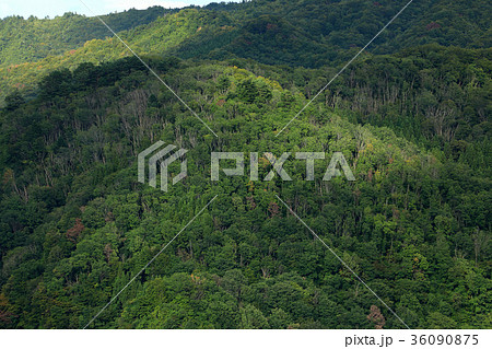 里山のナラ枯れ　福島県只見町 36090875