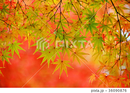 紅葉 紅葉 36090876