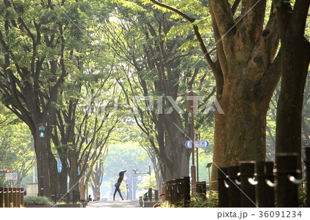 仙台市定禅寺通りのけやき並木 仙台市定禅寺通りのけやき並木 36091234