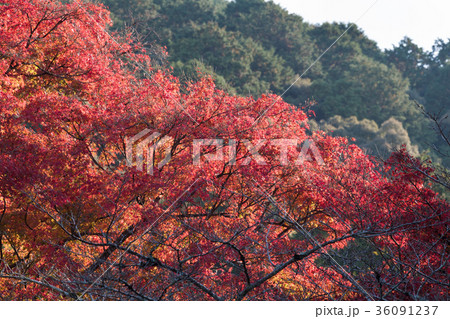 南禅寺 南禅寺 36091237