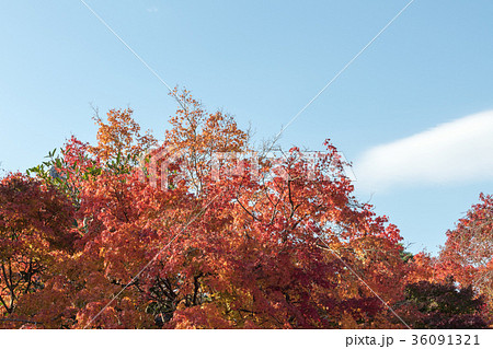 永観堂のモミジ 36091321