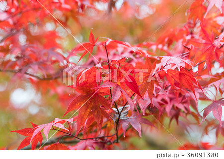 永観堂のモミジ 永観堂のモミジ 36091380