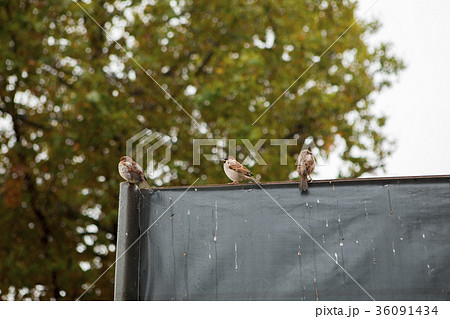 博物館島 野鳥 秋 36091434
