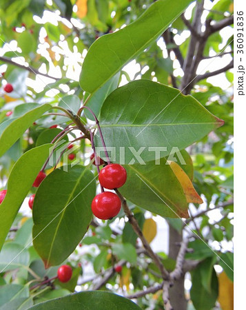 ソヨゴ　そよご　冬青 36091836