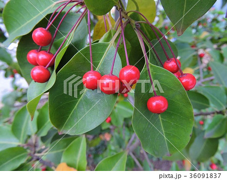 ソヨゴ　そよご　冬青 36091837