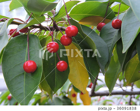 ソヨゴ　そよご　冬青 36091838