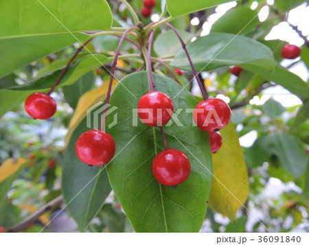 ソヨゴ　そよご　冬青 36091840