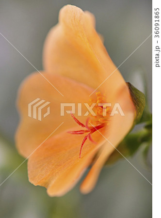 マツバボタン マツバボタン 36091865