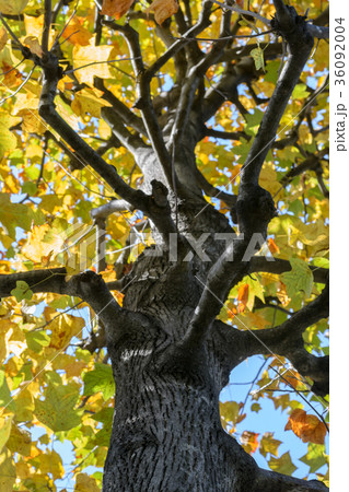 Autumn Foliage tree in Tokyo, Japan with blue sky 36092004