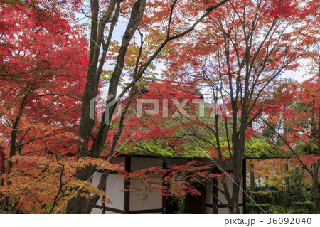 常寂光寺の紅葉 36092040