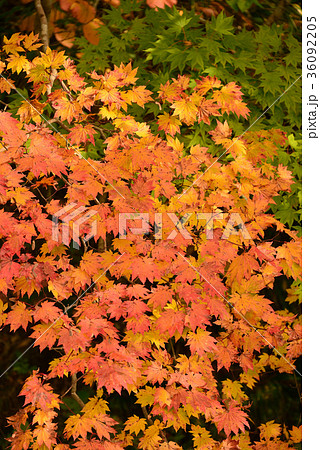 北海道八雲町八熊峠の紅葉を撮影 36092205