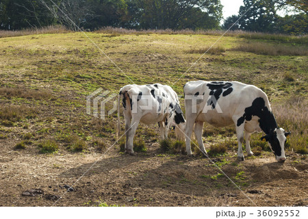 黒沢牧場 黒沢牧場 36092552