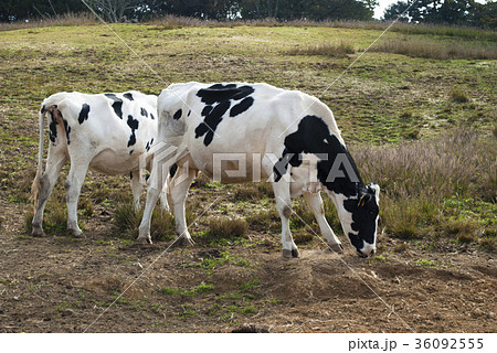 黒沢牧場 黒沢牧場 36092555
