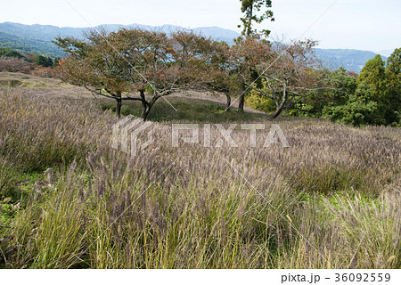 黒沢牧場 36092559