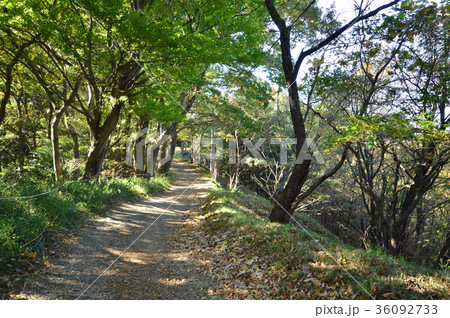 都立平山城址公園の秋は　八王子市 36092733