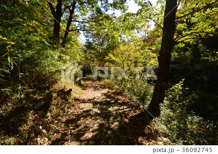 都立平山城址公園の秋は　八王子市 36092745