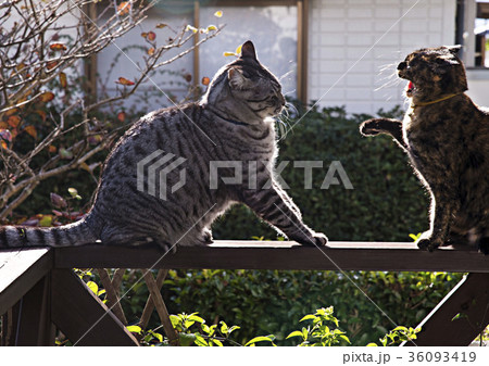 猫の戦い 猫の戦い 36093419