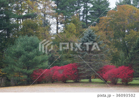 アメリカ ノーマンロックウェル美術館の紅葉 アメリカ ノーマンロックウェル美術館の紅葉 36093502