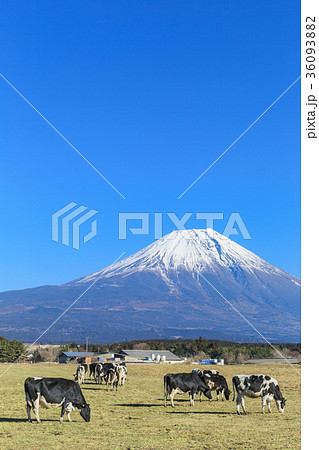 朝霧高原_乳牛と富士山 朝霧高原_乳牛と富士山 36093882