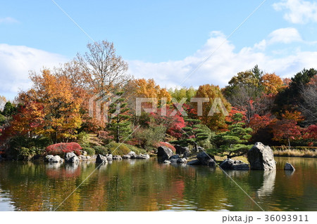 びわこ文化公園の紅葉 びわこ文化公園の紅葉 36093911