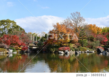 びわこ文化公園の紅葉 36093912