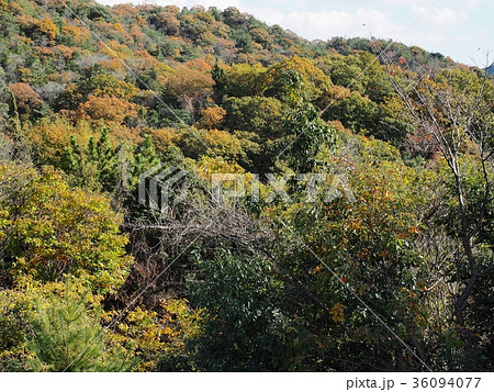 里山の紅葉　紅葉　秋 36094077