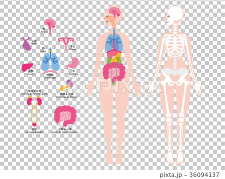 内臓　骨格　全身　イラスト 36094137